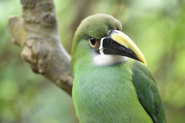 Aulacorhynchus prasinus, tucaneta esmeralda en habitad natural situada en un arbol natural