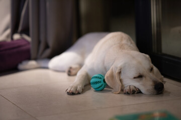 the labrador lies and rests. a tired labrador fell asleep right at the front door. next to it lies a favorite toy ball.