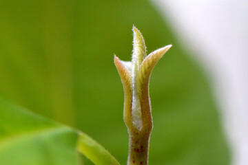 Avocado Tri Sprout 02