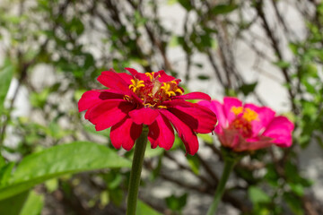 Closeup of a flower with blurred background