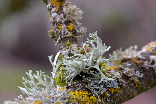 Green Lichen Parmeliaceae 03