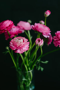 The ranunculi are pink on a black background. Spring bouquet for birthday, Mother's Day, March 8, International Women's Day, anniversary. Happy Valentine's Day. Vertical image.