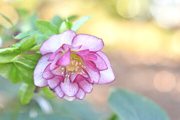 Mixed Color of Magenta and White Helleborus, commonly known as Christmas Rose or Lenten Rose, with Bright Bokeh Background