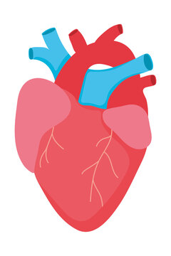 anatomical heart icon