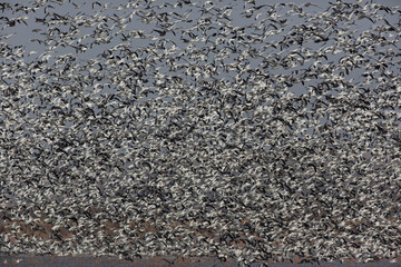 Amazing snow geese flock swirls in numbers beyond counting