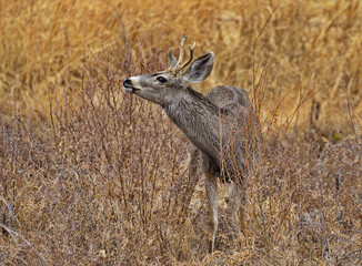 Spike horn buck mule deer in New Mexico at Bosque del Apache