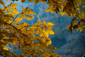 Colorful Autumn Leaves in the Sunshine as the Trees Change Color