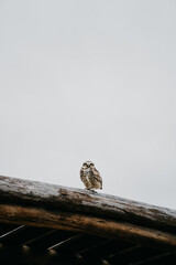 Owl standing in a tree. Barn owl. Pampas owl. Athene cunicularia.  yellow-eyed owl that lives in Latin America. Brown  feathered night bird.
