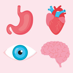 human organs icon set
