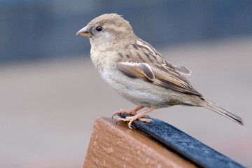 closeup of a cute common sparrow sitting on the bench in the park