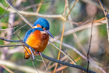 Close up of Kingfisher perched on branch against blurred background
