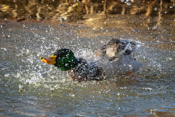 Close up of a male Mallard duck splashing water in river