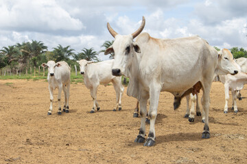Nellore cattle grazing on a sunny day in the countryside