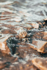 Close up of a crab in the sea water 