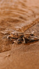 Close up of a crab near the water
