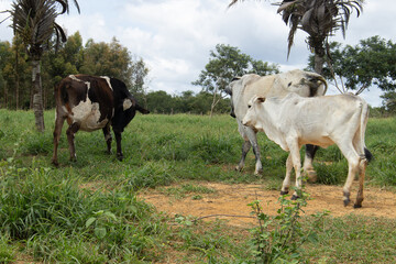 nellore cattle grazing and eating in green field with trees around