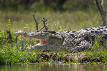 Nile crocodile in the Murchison Falls. Crocodile lay on the river bank. Wildlife in Uganda. African...