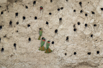 Red throated bee eater in the Murchison Falls. Bee eater next to nest. Wildlife in Uganda. African...