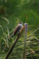 Swamp flycatcher in the Queen Elizabeth national park. Flycatcher stand on the grass. Wildlife in Uganda. African safari.