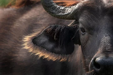 Tuinposter African buffalo in the Murchison Falls. Safari in Uganda. Detail of buffalo head. African wildlife. © prochym