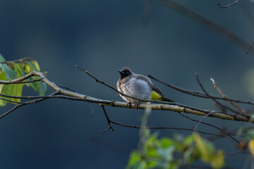 Common bulbul in the Murchison Falls. Bulbul on the branch. Wildlife in Uganda. African safari.