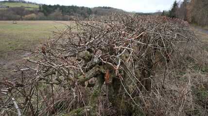Cut hedge in the cold winter months