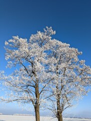 Samotne drzewo zimą © pixelsinpicture
