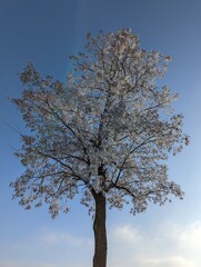 Samotne drzewo zimą