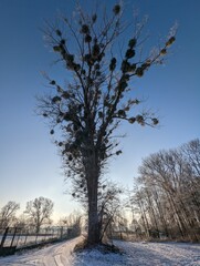 Samotne drzewo zimą pokryte jemiołą