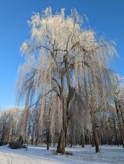 Samotne drzewo zimą