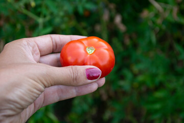 A woman's hand holding a tomato just picked from her garden