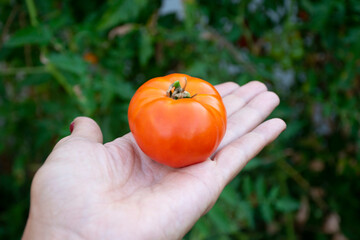 A woman's hand holding a tomato just picked from her garden