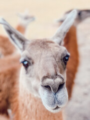 Obraz premium close up of a llama