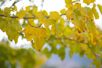 Yellowed leaves of autumn season