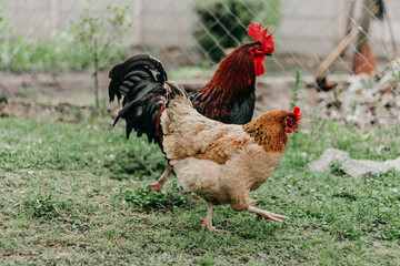 A pair of chicken running on a farm in the green grass
