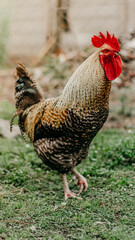 Chicken walking on the green grass in the farm.