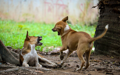 Two dogs are fighting each other