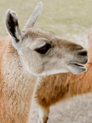 Fototapeta premium close up of a llama