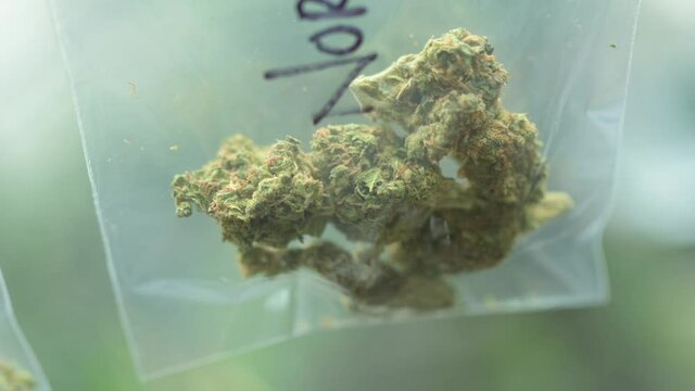 Cannabis Leaf. Cannabis plant ready to smoke. Beautiful cogollo. Marihuana, cbd, thc video 4k. Concept of medicinal marihuana.