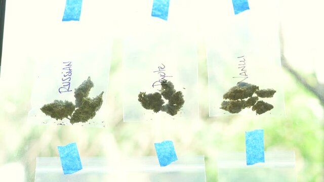 Cannabis Leaf. Cannabis plant ready to smoke. Beautiful cogollo. Marihuana, cbd, thc video 4k. Concept of medicinal marihuana.