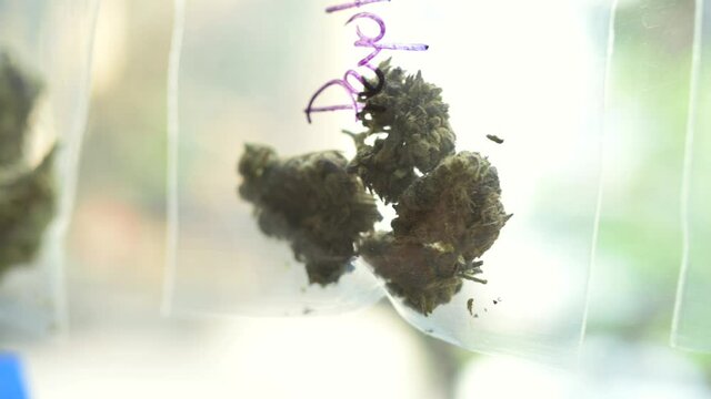 Cannabis Leaf. Cannabis plant ready to smoke. Beautiful cogollo. Marihuana, cbd, thc video 4k. Concept of medicinal marihuana.