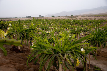 Pitahaya o fruta del dragón