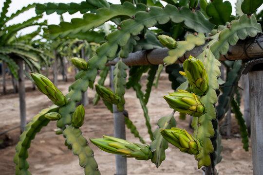Pitahaya o fruta del drag&oacute;n