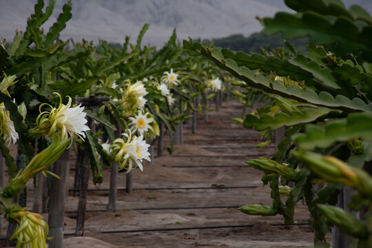 Pitahaya o fruta del drag&oacute;n