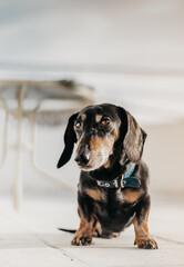 Black dachshund dog portrait. 