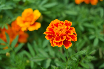 Orange marigolds are blooming.