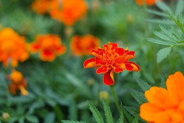 Orange marigolds are blooming.