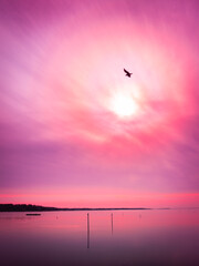 Pink sky with brilliant sun and clouds, and a flying seabird over the tranquil frozen island bay.