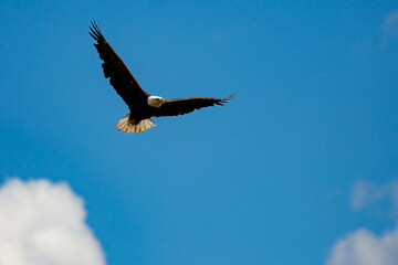 Bald Eagle (Haliaeetus Leucocephalus) flying in a blue sky with copy space