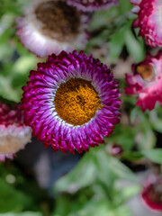 Magenta Gerbera vert